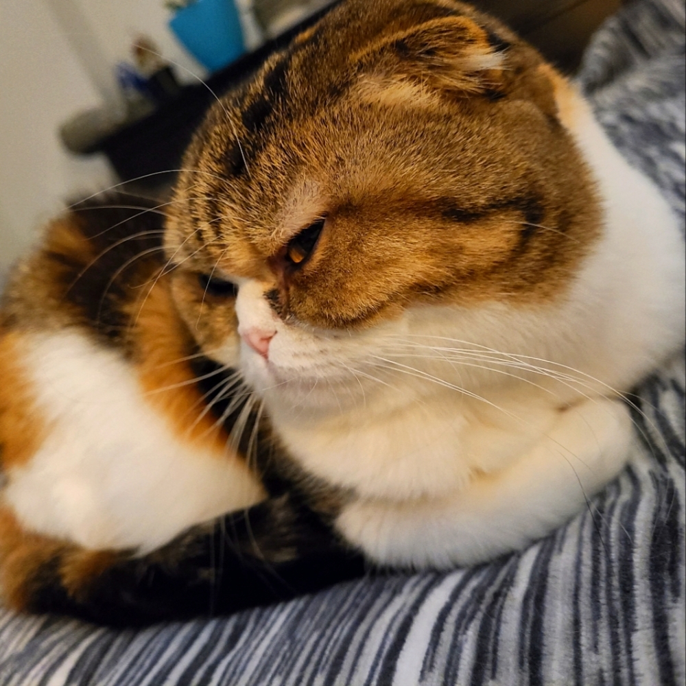 Meet your Posher, Anna